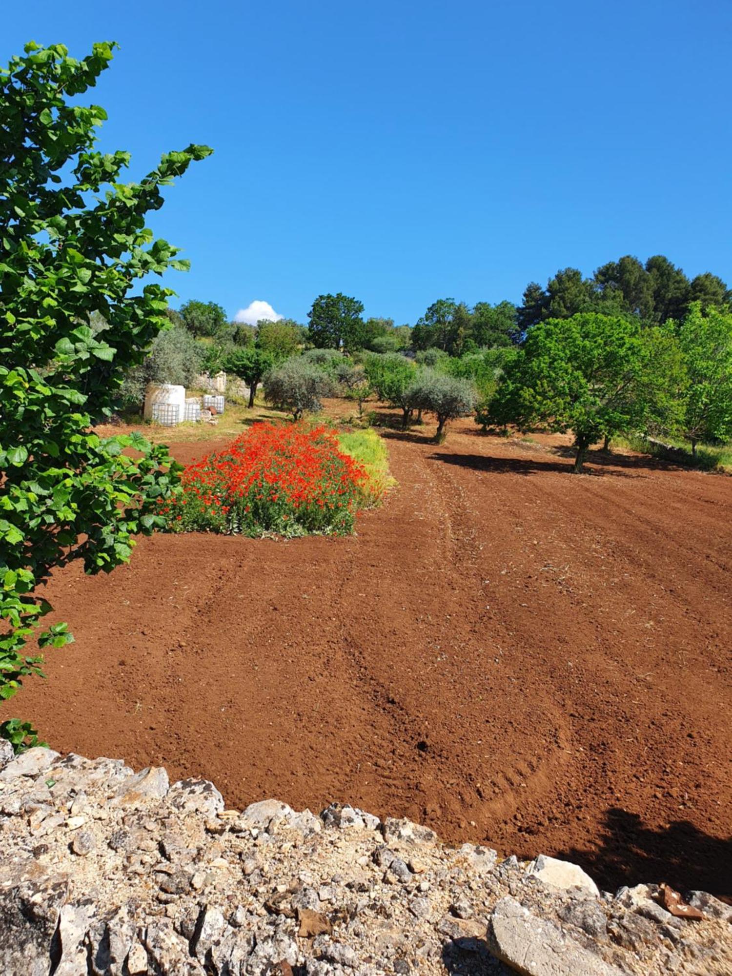אלברובלו Trullo Vacanze Di Cumma Rosa מראה חיצוני תמונה